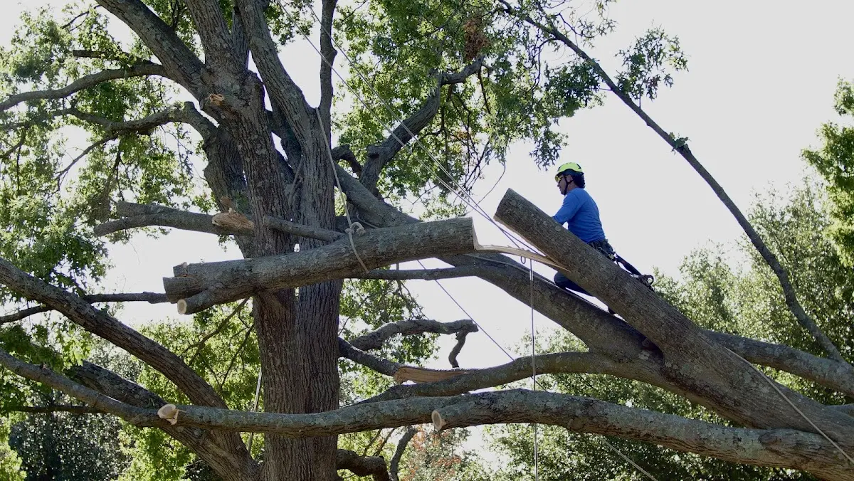 Professional Crown Thinning performed by certified arborists in Fairfax